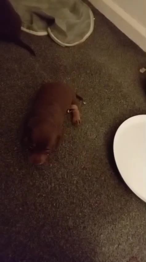 Miniature Dachshund dogs for sale: Mini dachshund - Video 1