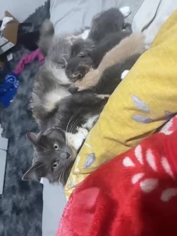 Mixed Breed cats for sale: 3 Beautiful Kittens Needing A Home - Video 3