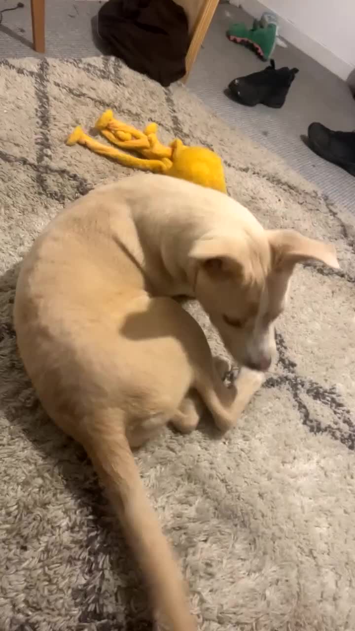 Mixed Breed dogs for sale: Cali  in Blackwood - Video 2