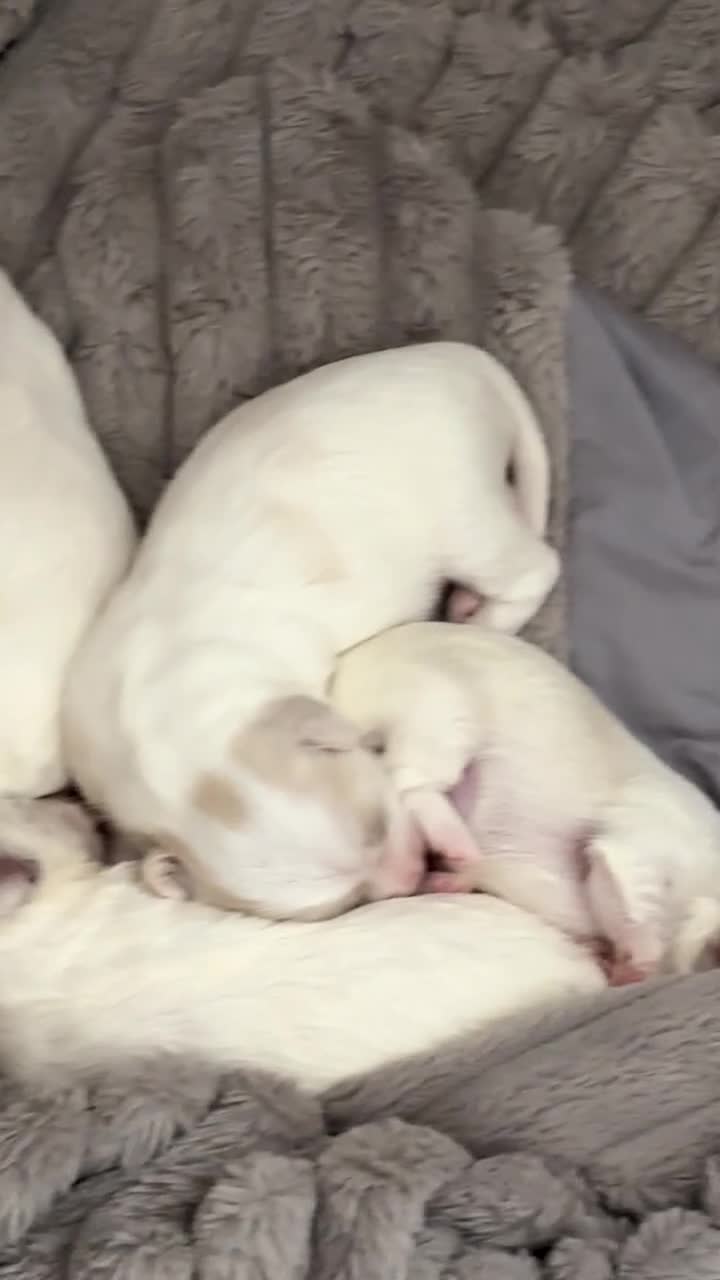 Mixed Breed dogs for sale: Maltese mix Bichon Frise - Video 1