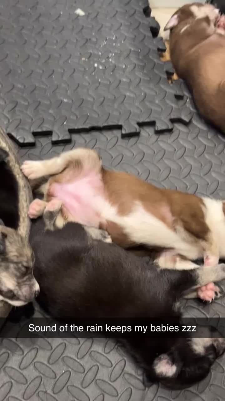 Mixed Breed dogs for sale: Blue nose staff x Siberian husky pups GOING FAST - Video 1