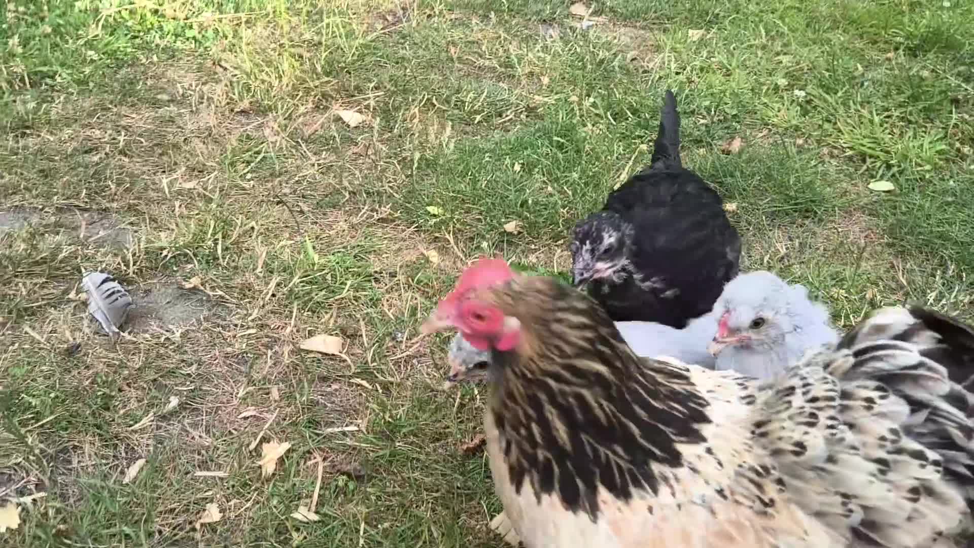 Chickens poultry for sale: La fleche and aracauna chicks - Video 1