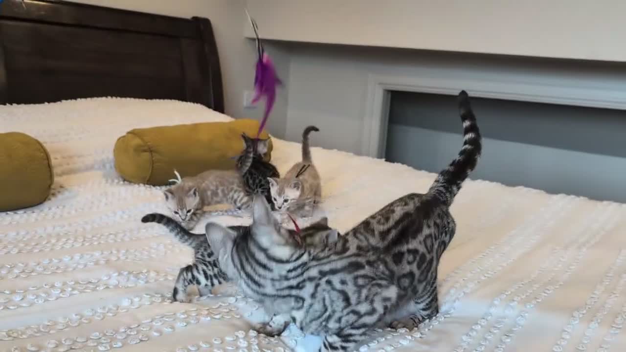 Bengal cats for sale: 🖤🩶🤍 Stunning Bengal Kittens 🤍🩶🖤 - Video 2