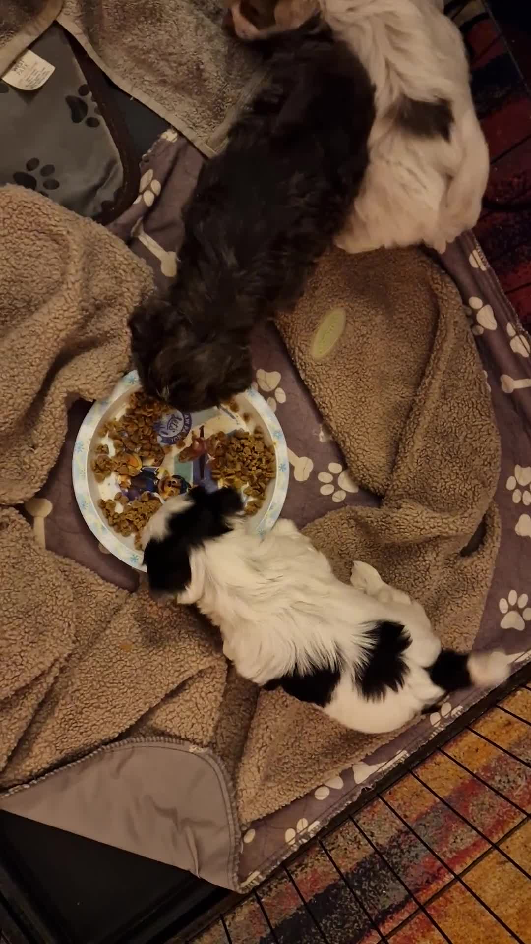 Maltese dogs for sale: F2 Maltese rare colouring in Dover - Video 1