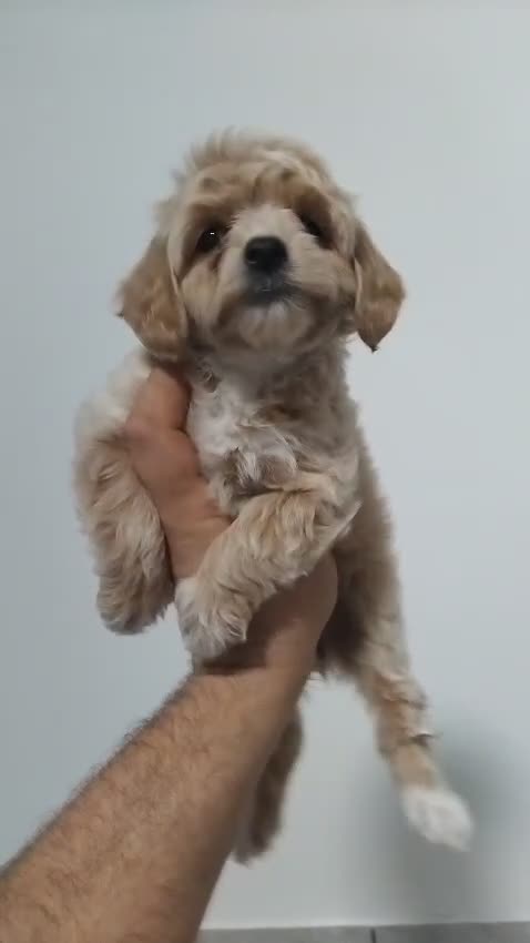 Maltipoo dogs for sale: Maltipoo Puppies – 3 Girls & 3 Boys - Video 3