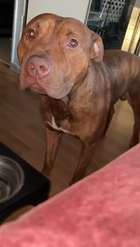 Mixed Breed dogs for sale: Beautiful pups for sale  - Video 2