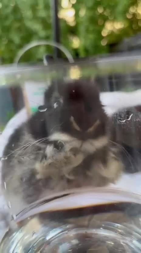 Netherland Dwarf rabbits for sale: Baby rabbits  - Video 2