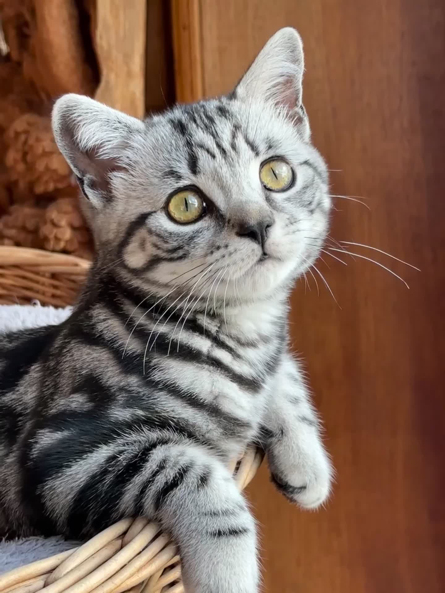 British Shorthair cats for sale: British shorthair Silver tabby  - Video 1