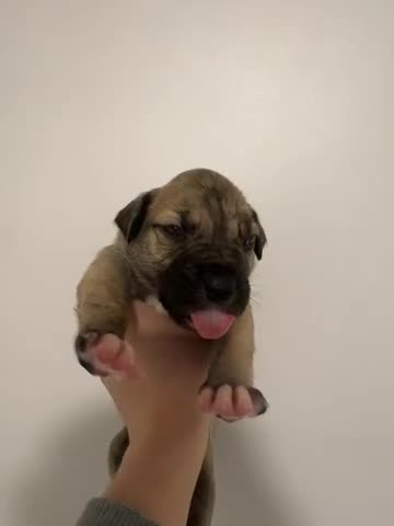 Mixed Breed dogs for sale: 4 mixed breed puppies for sale  - Video 1
