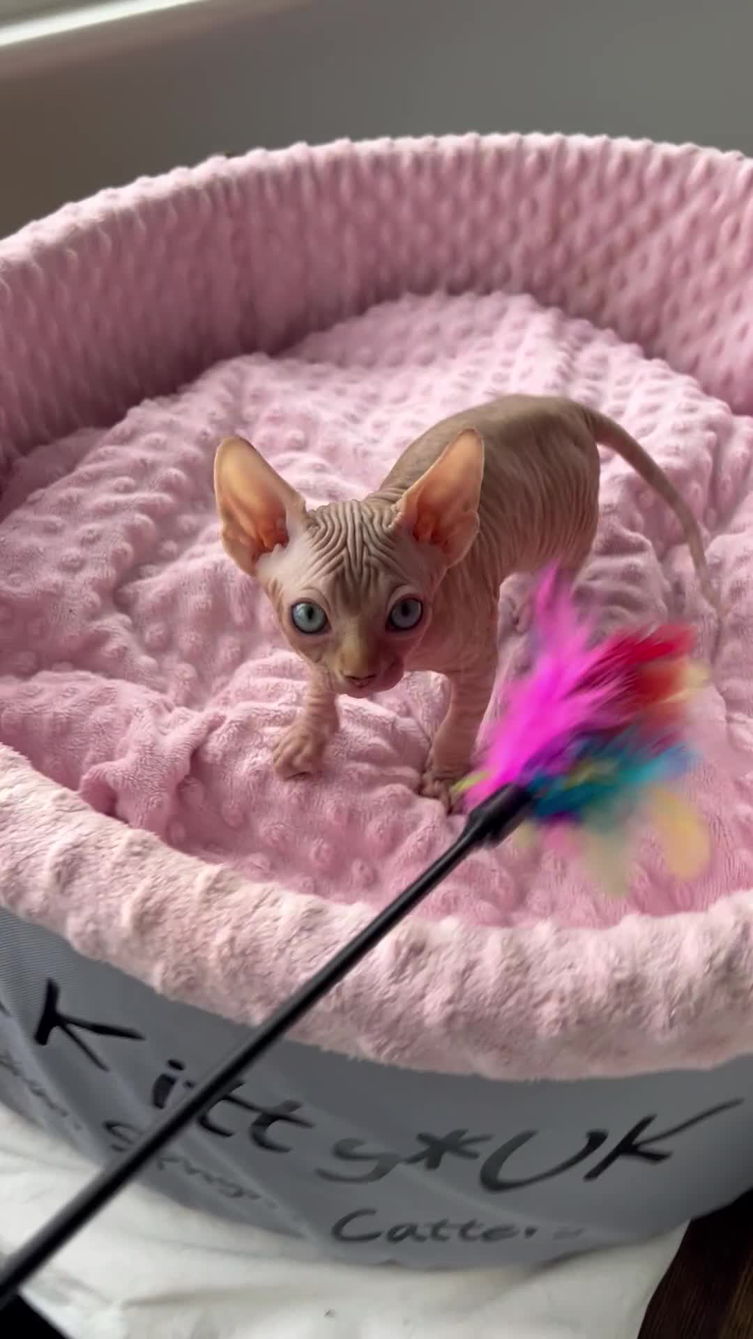 Sphynx cats for sale: HCM ******tery, pure Canadian Sphynx kittens  - Video 3
