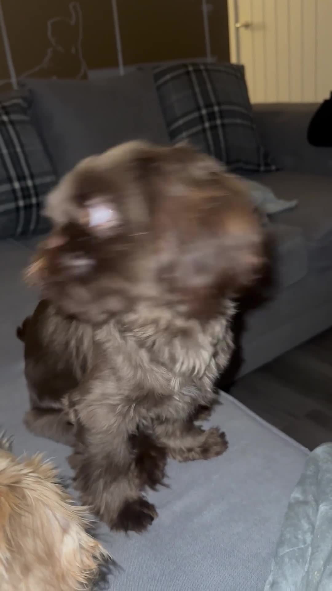 Shih Tzu dogs for sale: Chocolate puppy looking for his FURever home  - Video 1