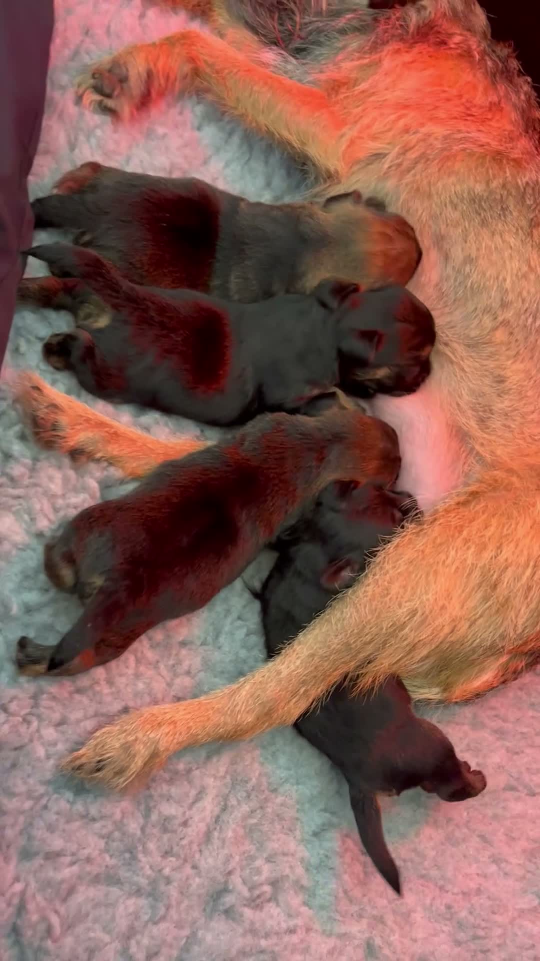 Border Terrier dogs for sale:  BORDER TERRIER PUPPIES FOR SALE ❤️🐾  - Video 2