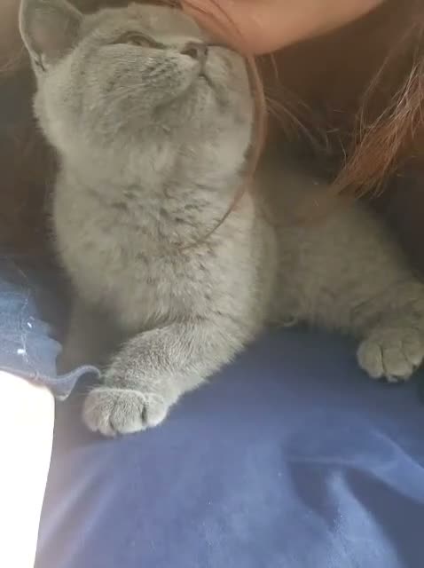 British Shorthair cats for sale: British Shorthair chunky girl  - Video 2