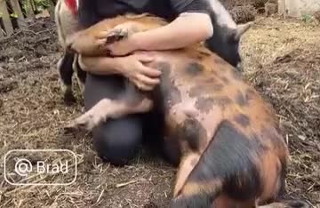 Pig livestock for sale: Pet Pigs - Video 3