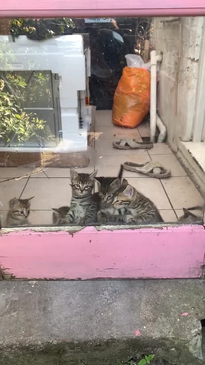 Mixed Breed cats for sale: 7 Half Snow Bengal kittens - Video 1