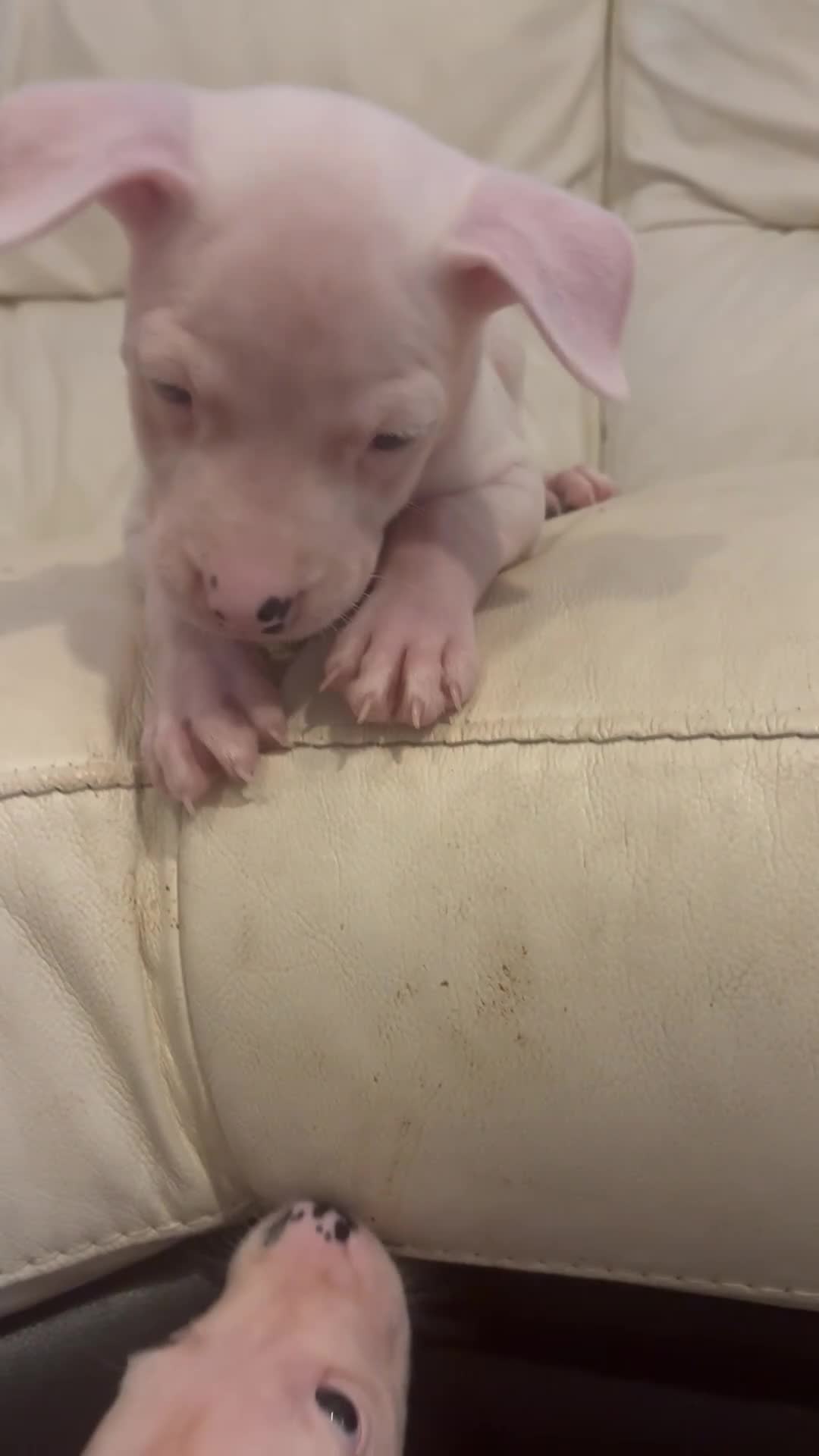 Mixed Breed dogs for sale: 2 white boy pups  in Preston - Video 1