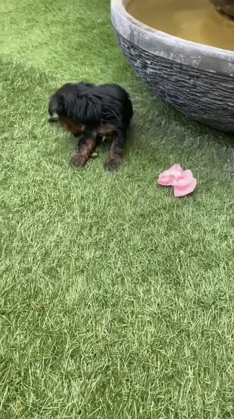 Yorkshire Terrier dogs for sale: Yorkie Biewer - Video 3