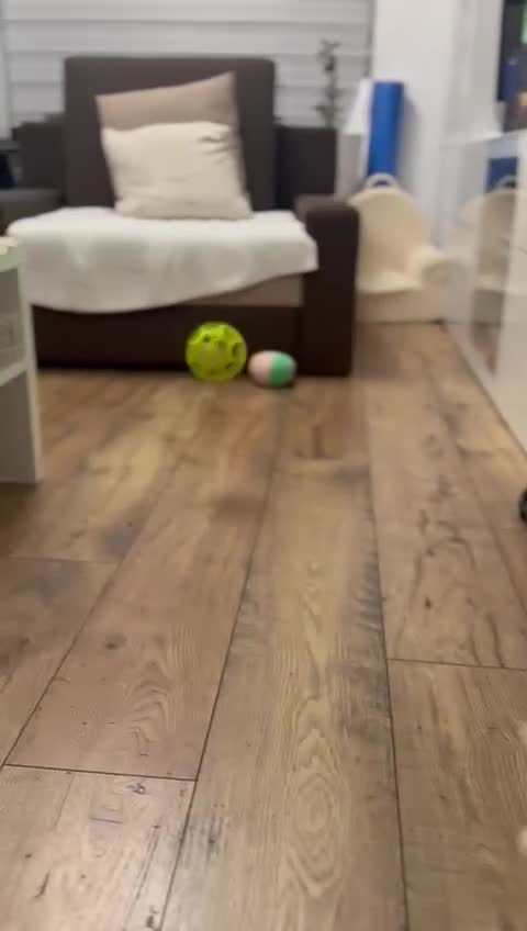 Pomeranian dogs for sale: 🌟 Your new best friend is waiting for you! 🌟 - Video 1