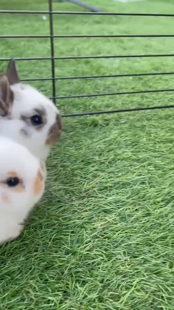 Mixed Breed rabbits for sale: English Spot X Dutch in Barking - Video 3