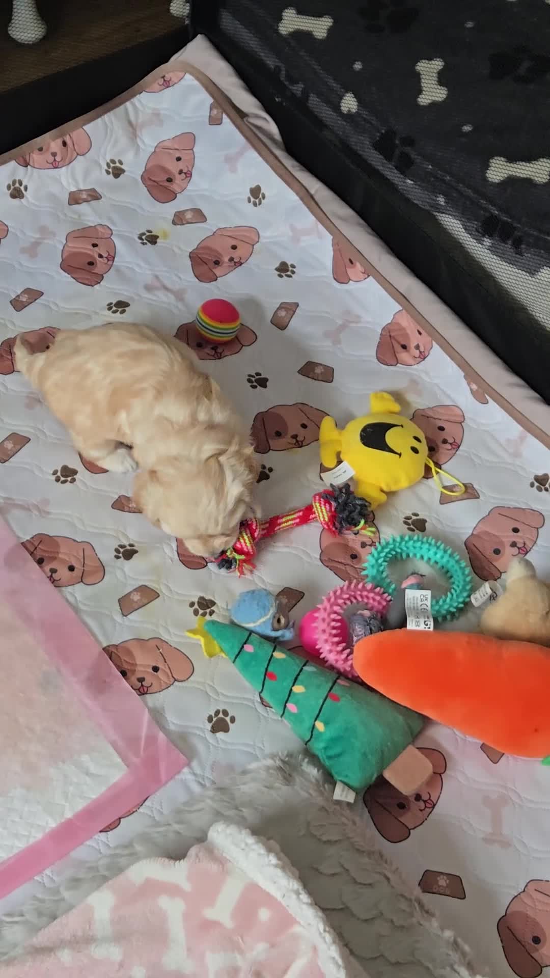 Maltipoo dogs for sale: Beautiful Maltipoo puppies available in July - Video 3