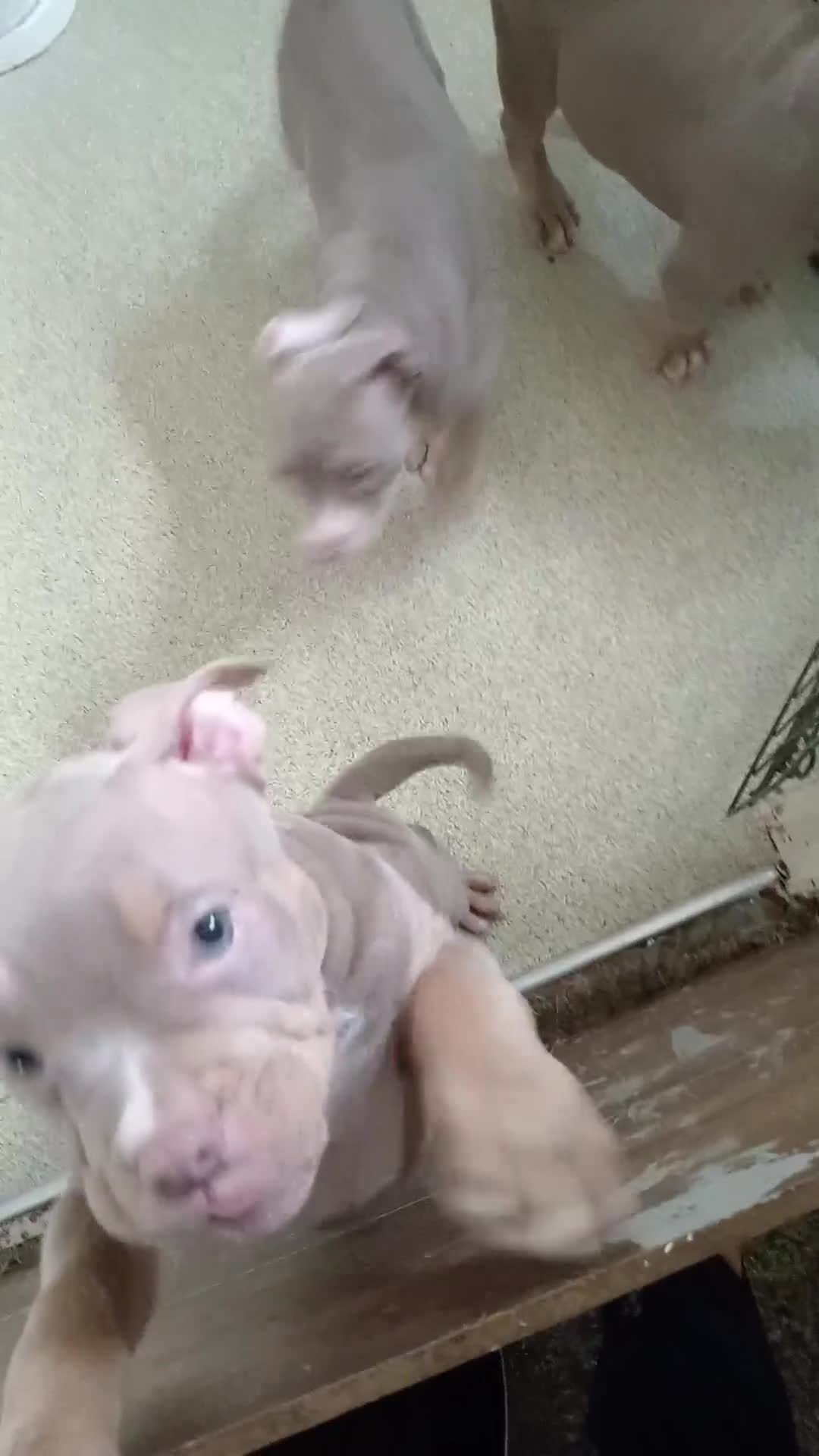 American Bully dogs for sale: Pocket bullies  - Video 3