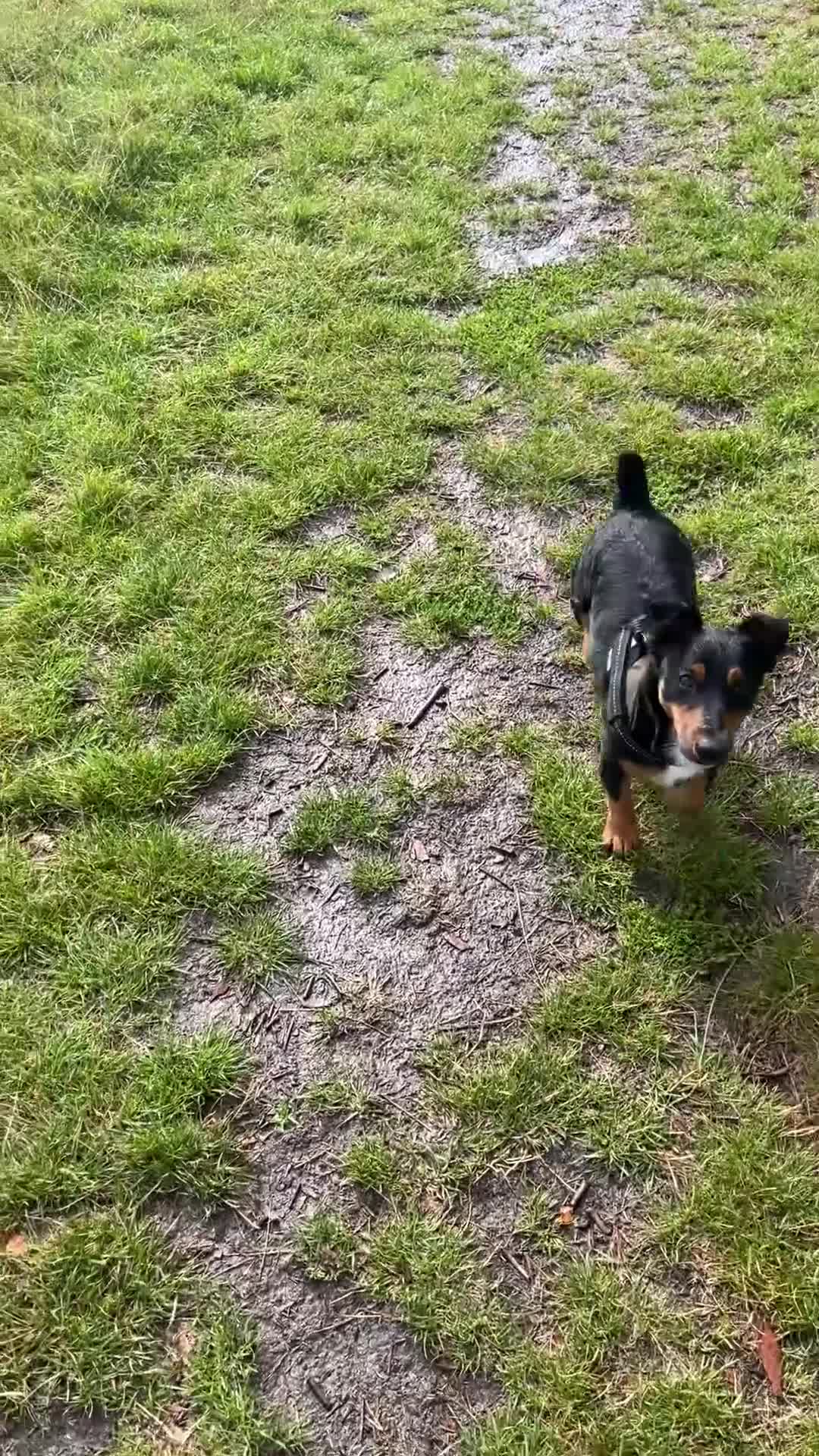 Jack Russell dogs for stud: Joyful Jerry in Romford - Video 2