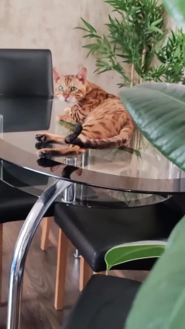 Bengal cats for sale: Bengal cats  - Video 5