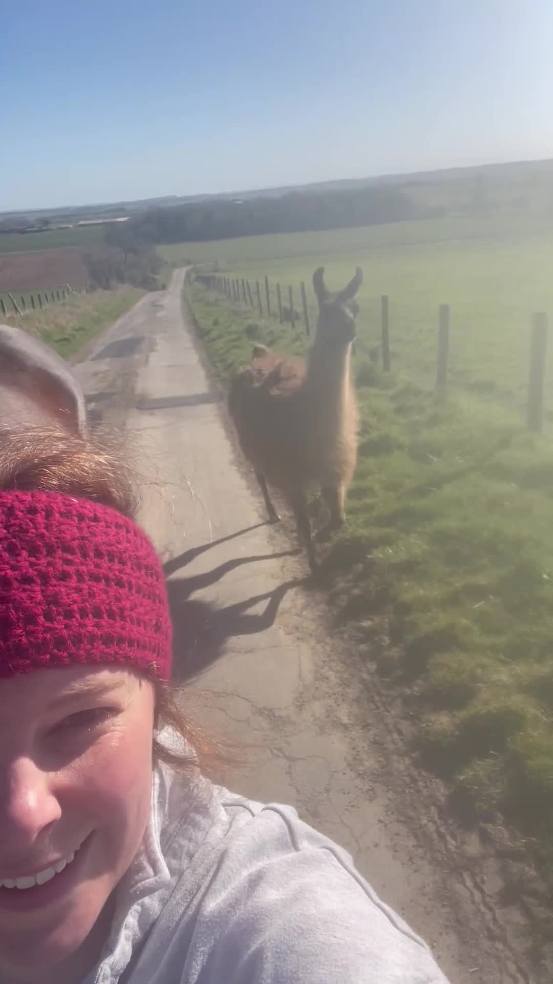 Llama livestock for sale: Llama-nade - Video 1