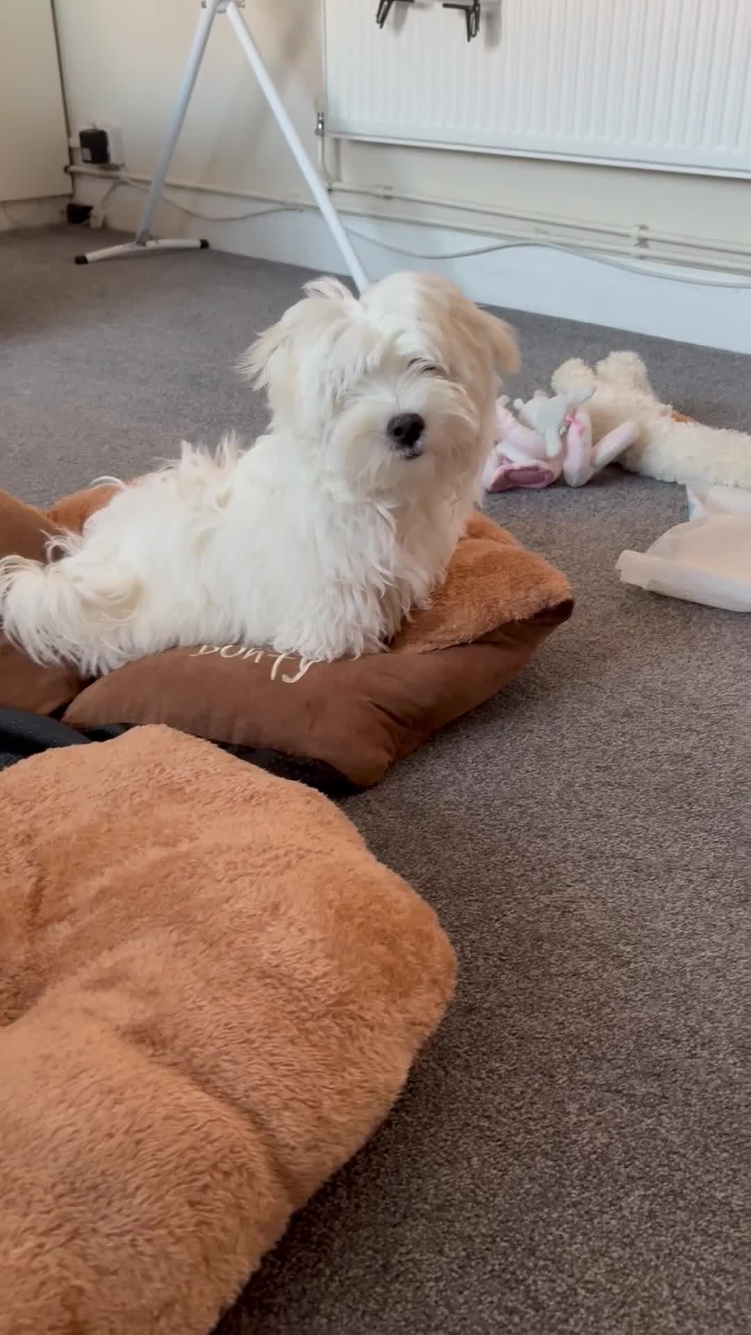 Maltese dogs for sale: Barney - Video 2