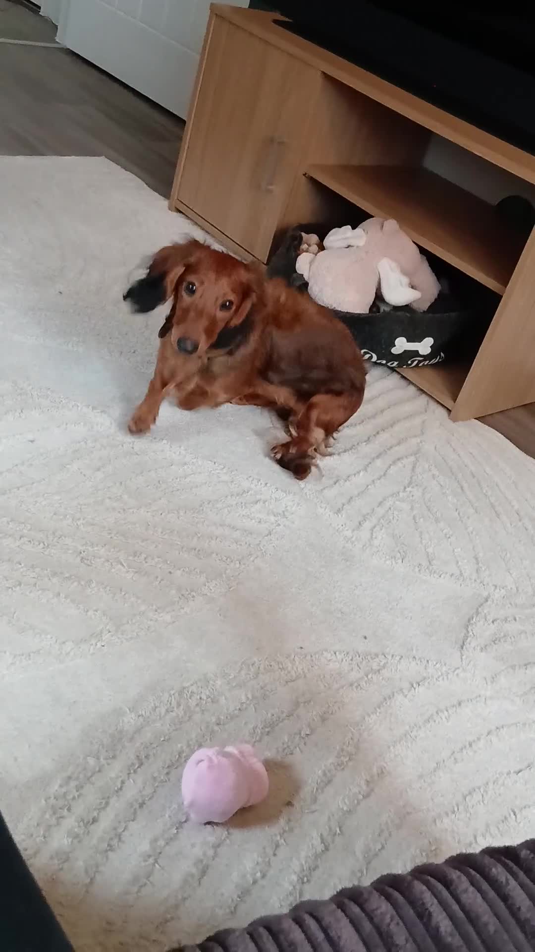 Dachshund dogs for sale: Beautiful longhaired red miniature girl - Video 1