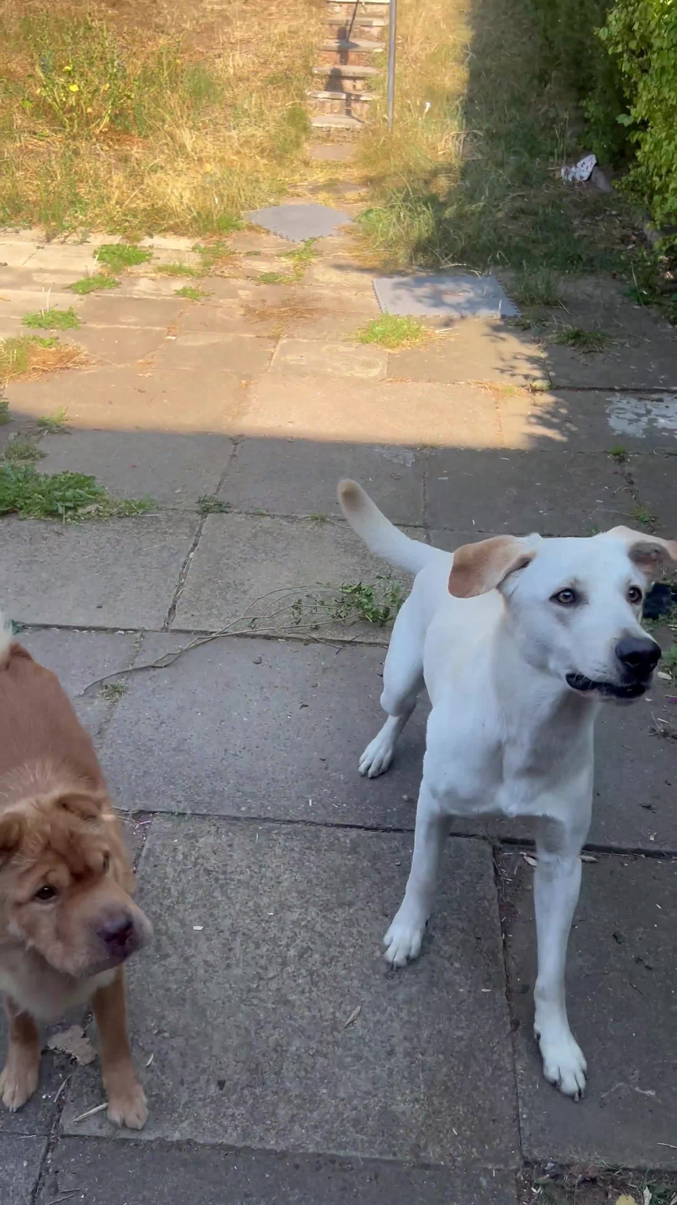 Shar Pei dogs for sale: bearcoat Shar Pei looking for forever home - Video 1