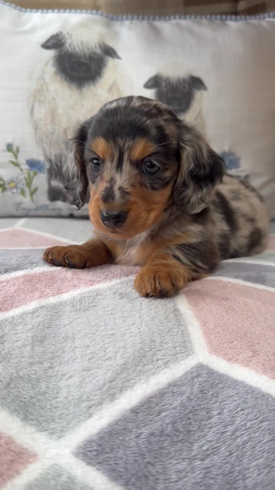 Miniature Dachshund dogs for sale: Miniature Long haired Daschund’s 🐶 - Video 4