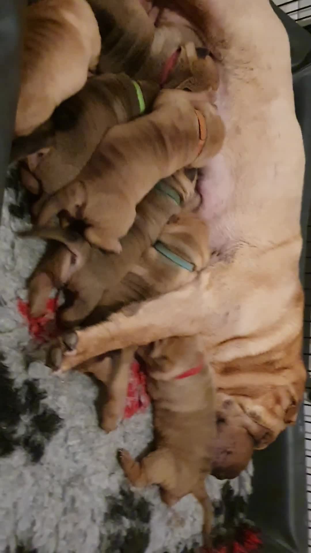 Shar Pei dogs for sale: Shar pei puppies  - Video 1