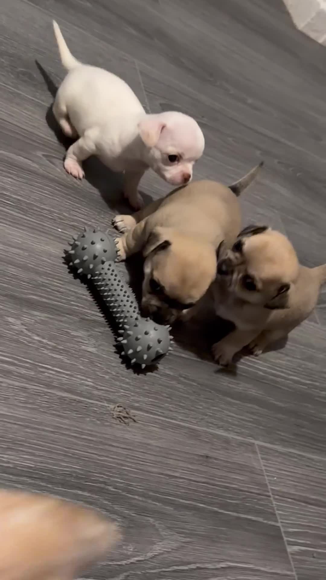 Chihuahua dogs for sale: 1 short haired chihuahua girl left  - Video 1