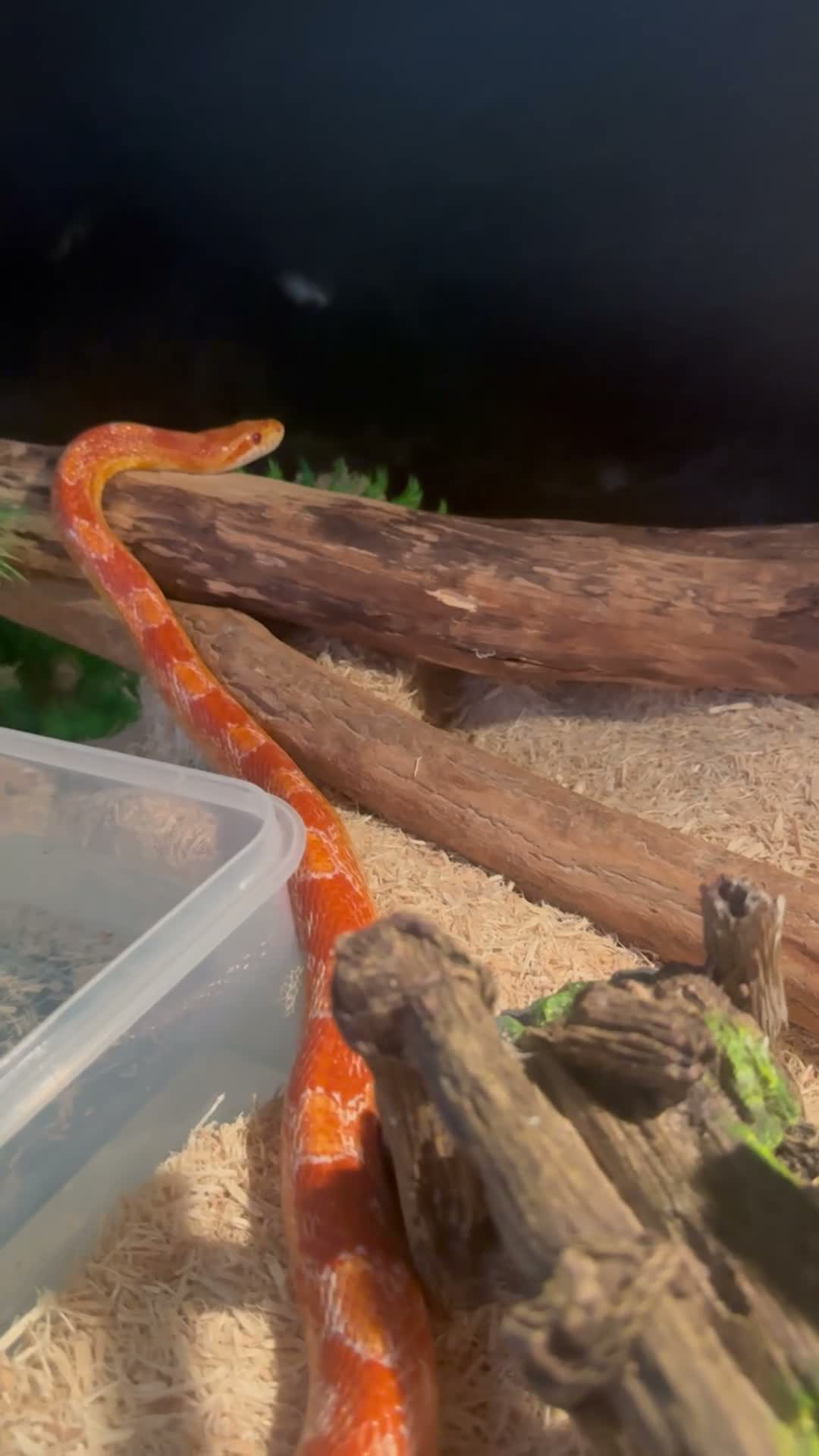 Corn Snake reptiles for sale: Corn snake with enclosure.  in South Shields - Video 1