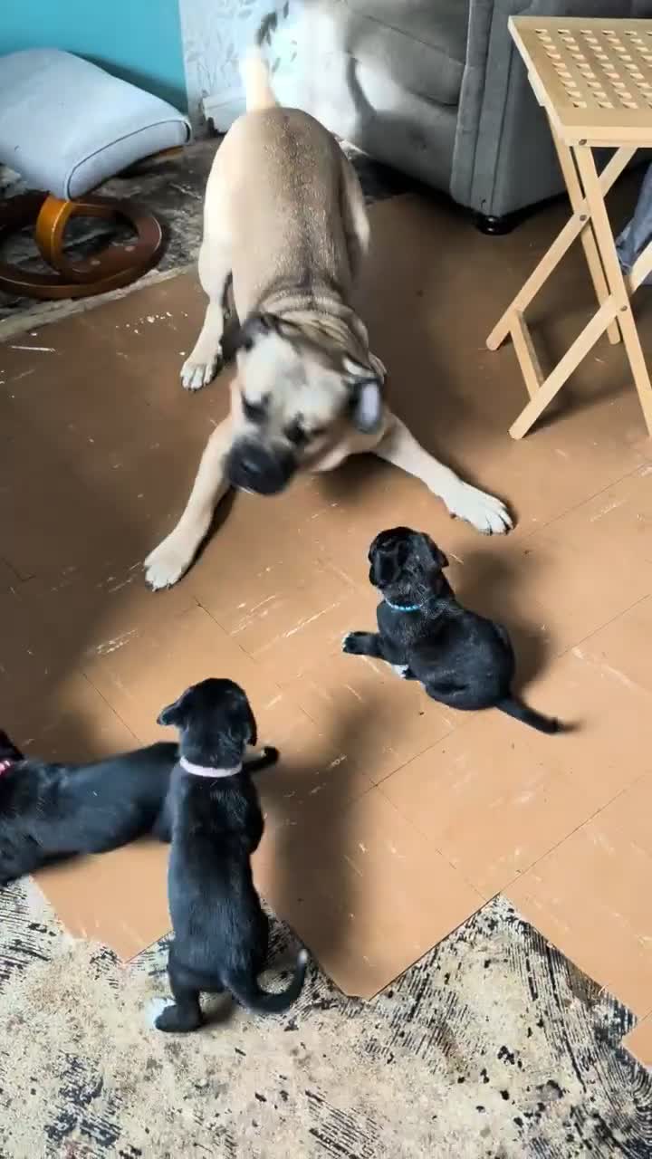Cane Corso dogs for sale: Beautiful Purebred Cane corso puppies - Video 2