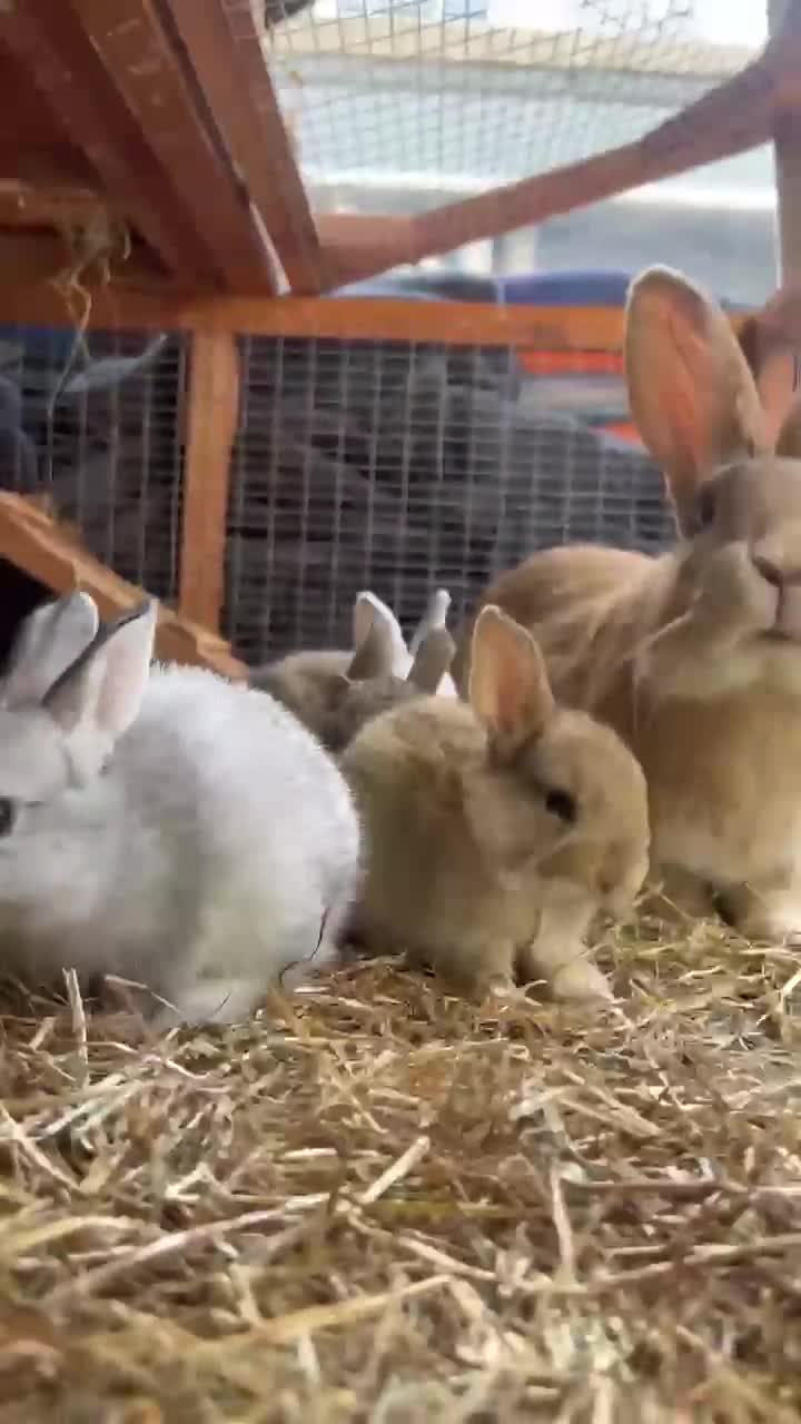 Mixed Breed rabbits for sale: Giant rabbits  in Merthyr Tydfil - Video 1