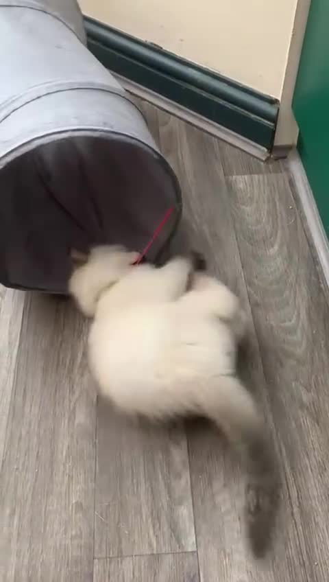 Ragdoll cats for sale: Ragdoll kittens  - Video 2