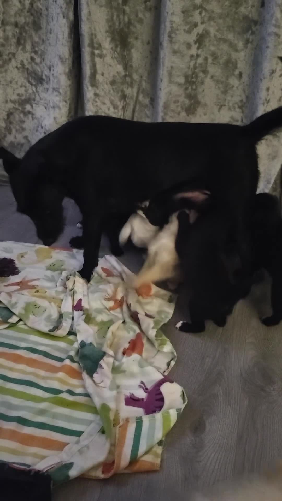 Mixed Breed dogs for sale: 🐾 Adorable Jackaranian Puppies  🐾 - Video 1