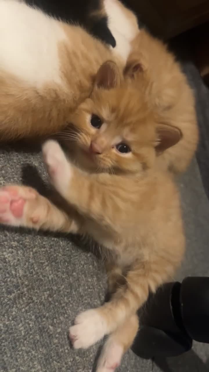 Mixed Breed cats for sale: 5 Cuddly Orange and Calico kittens 💕 - Video 2