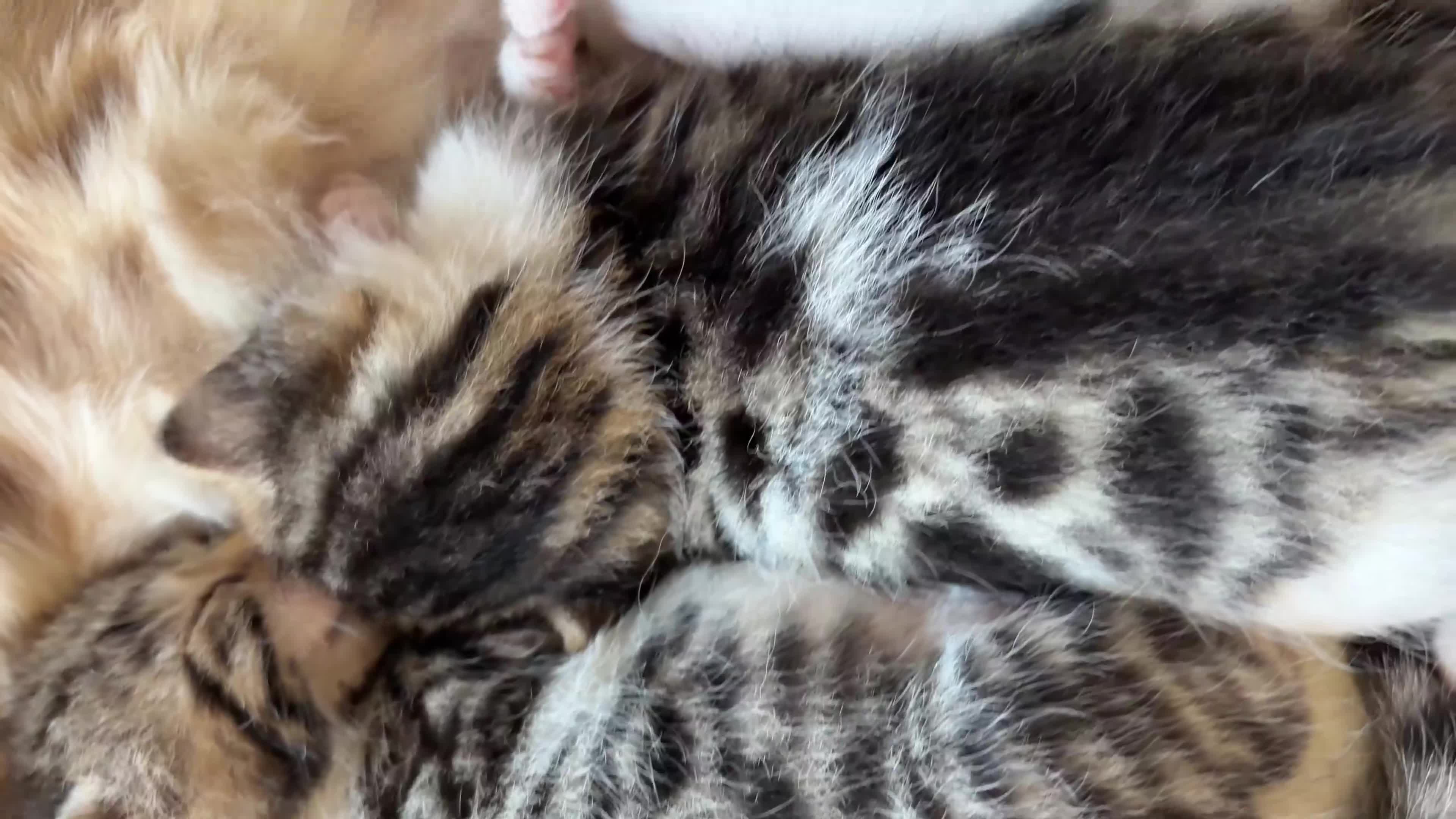 Bengal cats for sale: Bengal cross - Video 1