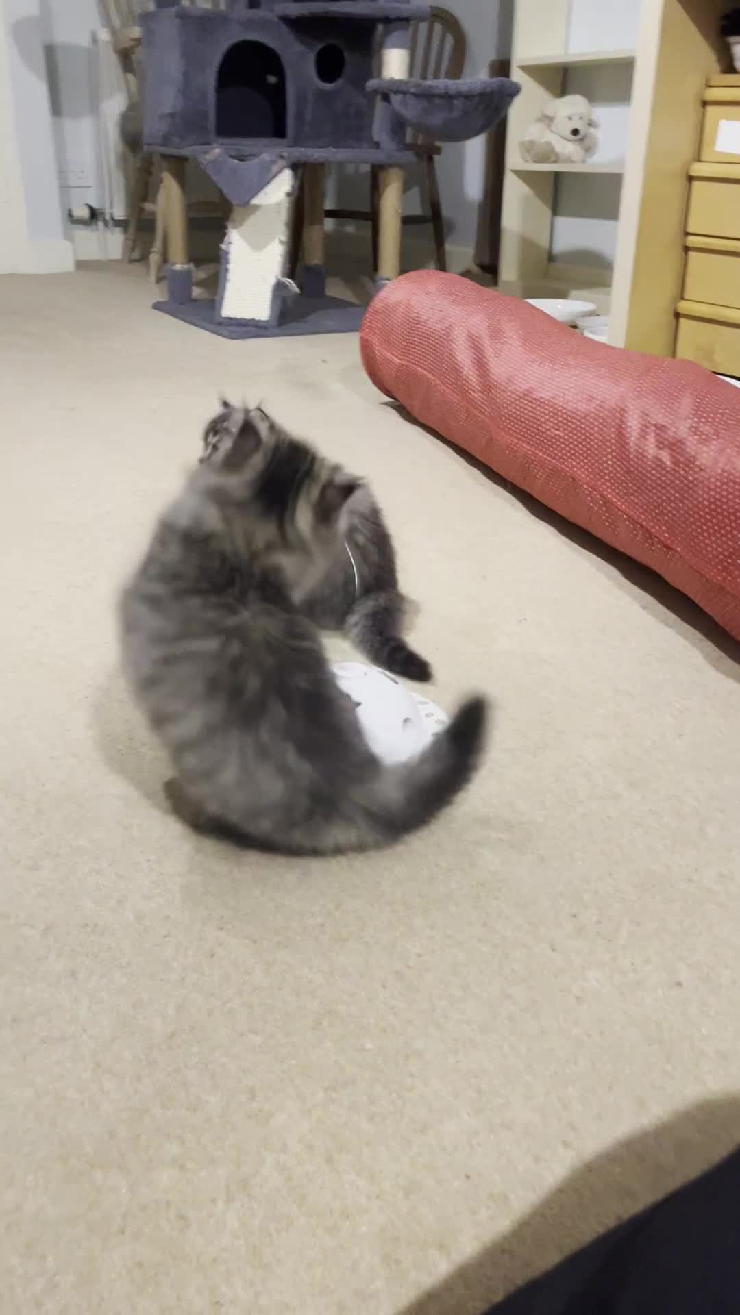 British Longhair cats for sale: 1 Adorable British Longhair x Persian Kittens  - Video 2
