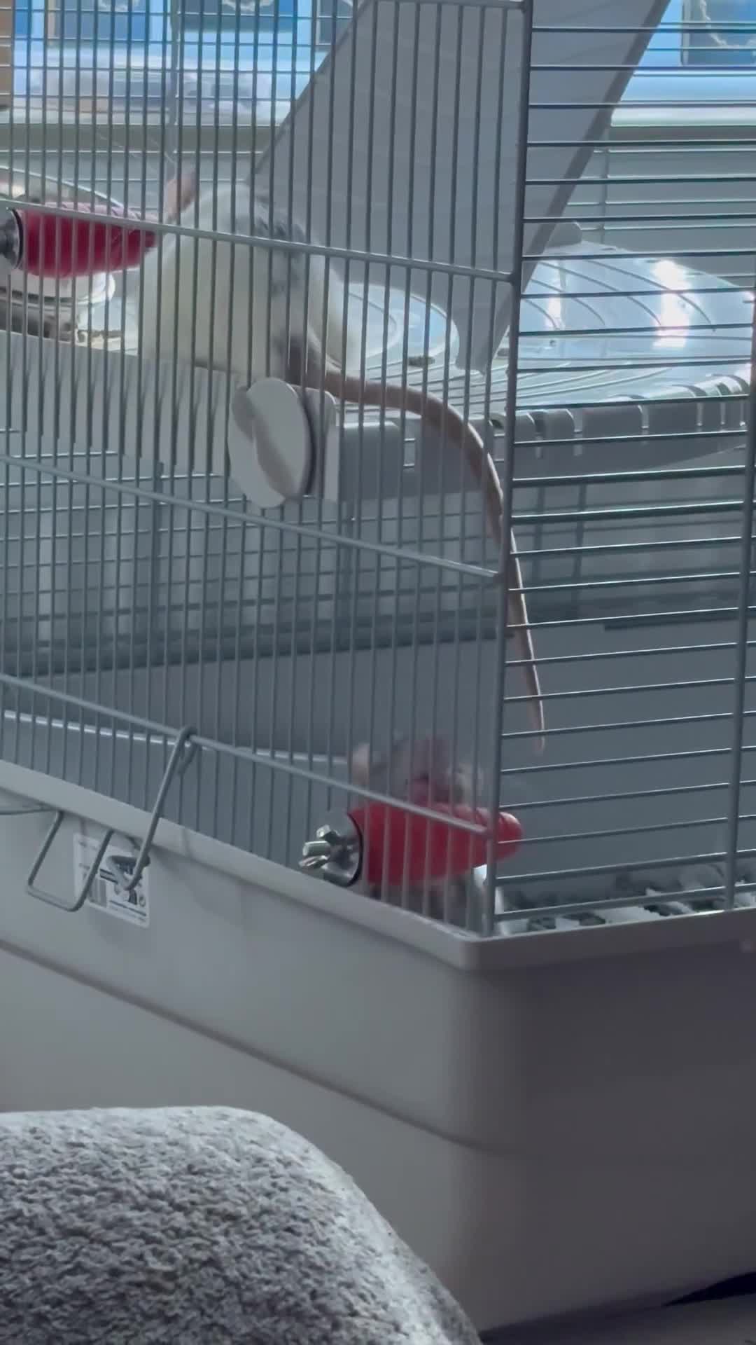 Rat rodents for sale: 2 rats with big cage and accessories  - Video 1