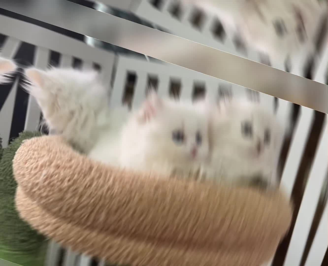 Munchkin cats for sale: ✨ Adorable TICA Registered Munchkin Kittens ✨ - Video 2
