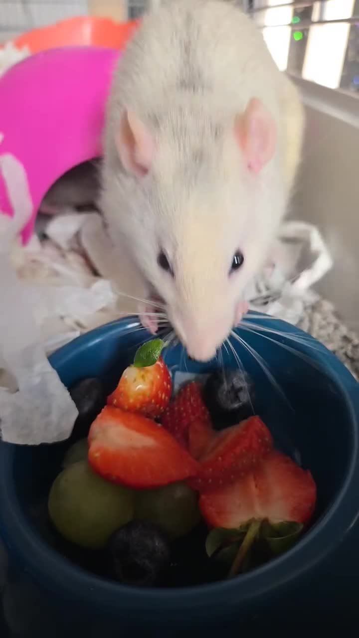 Rat rodents for sale: 4 male rats+setup+bedding+food in Hull - Video 1