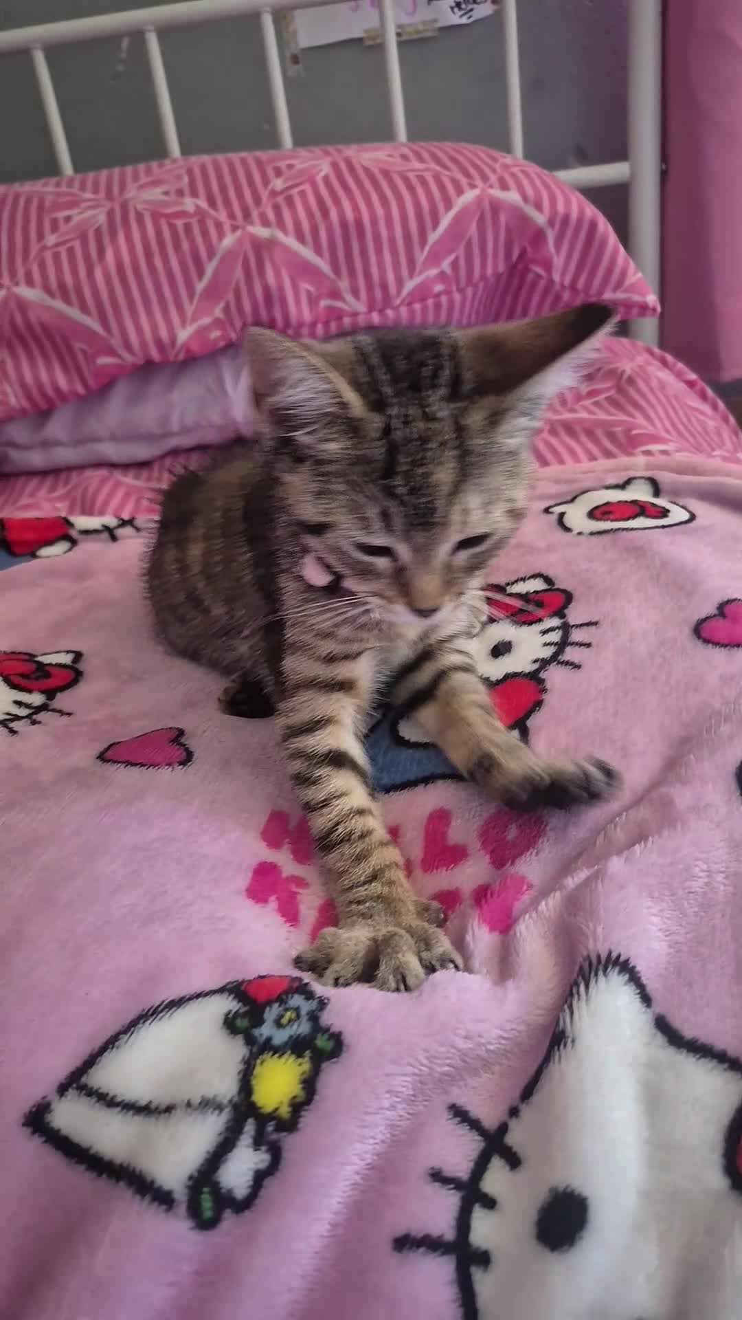 Bengal cats for sale: Miss Quinni and princess - Video 1