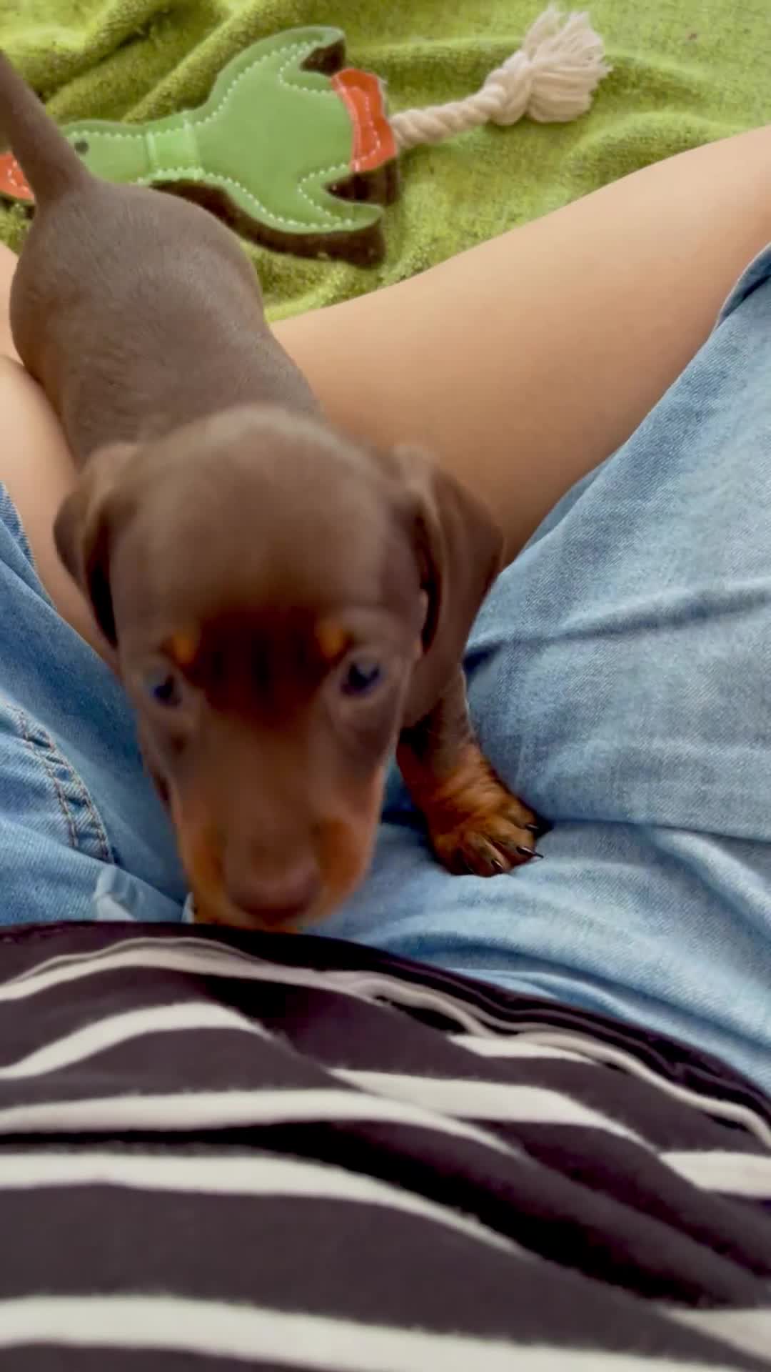 Dachshund dogs for sale: 2 Gorgeous Dachshund Girls - Video 1