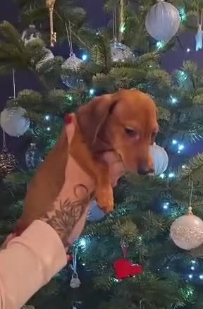 Miniature Dachshund dogs for sale: Miniature dachshunds- 9 weeks not 15   - Video 1