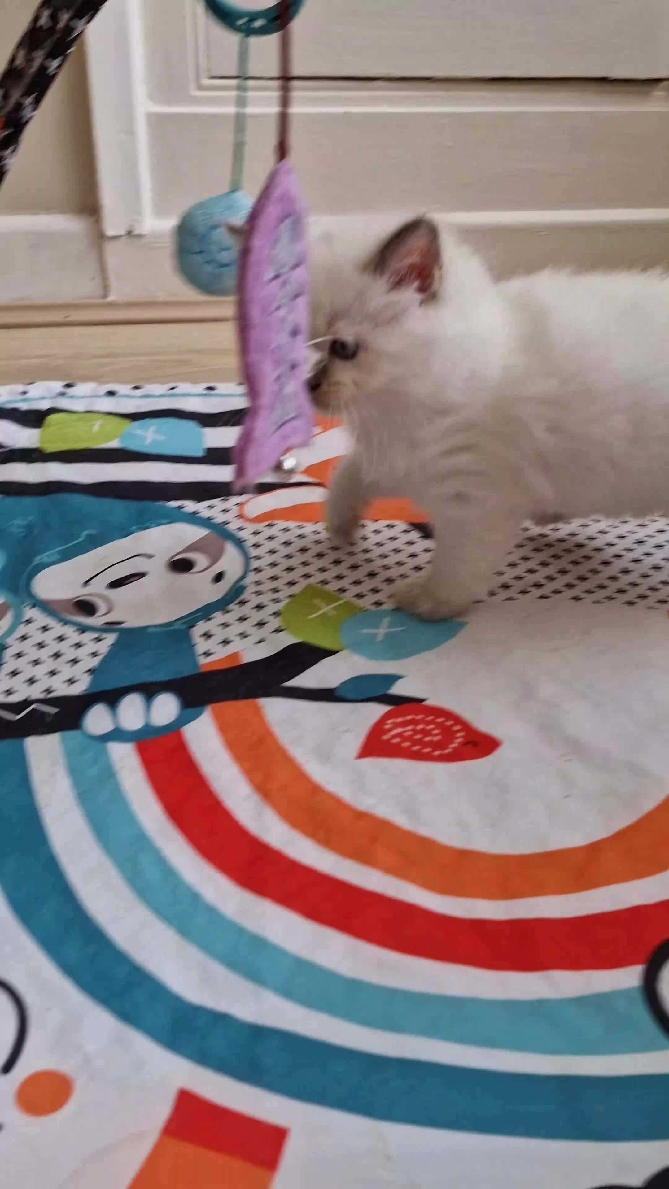 Ragdoll cats for sale: 🐾Last  Girl - Genetically clear 🐾 - Video 3