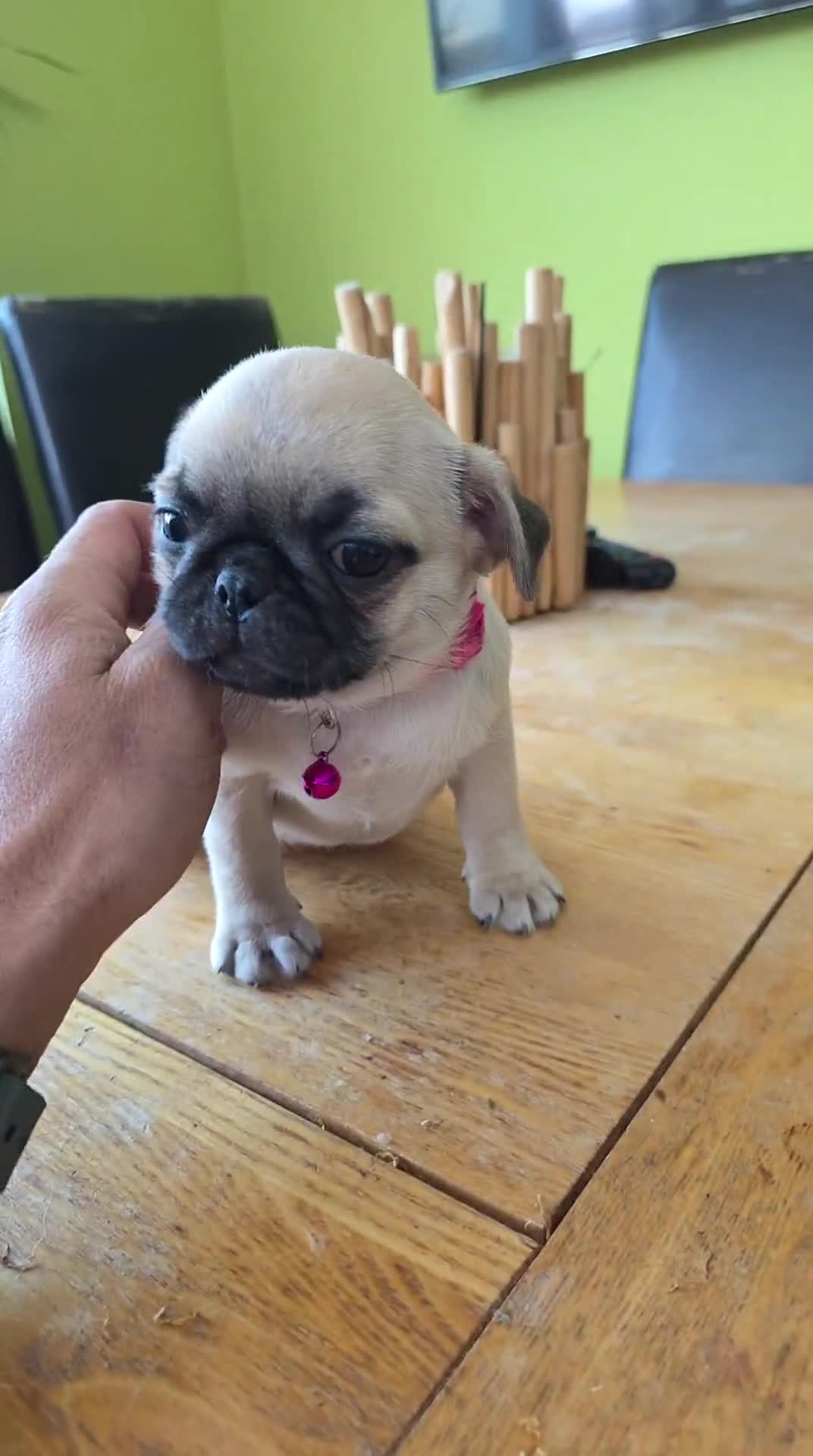 Pug dogs for sale: Update 22/7/25 SILVER AND APRICOT PUPPIES  - Video 3
